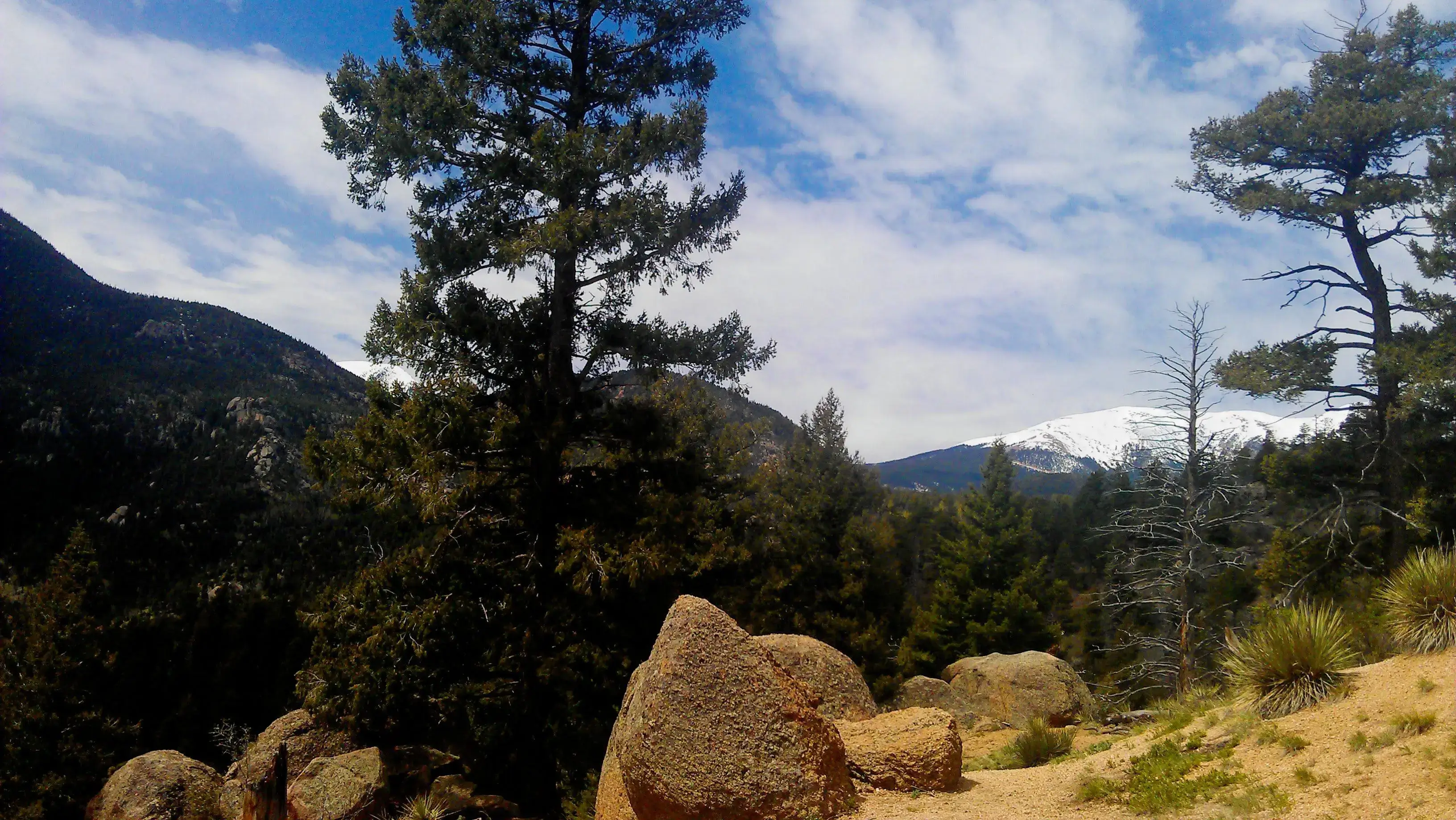 Barr Trail on the way from Pikes Peak summit in Manitou Spring Colorado yellow sandstone rocks, snowcaped mountains in the background and huge pine trees in forground