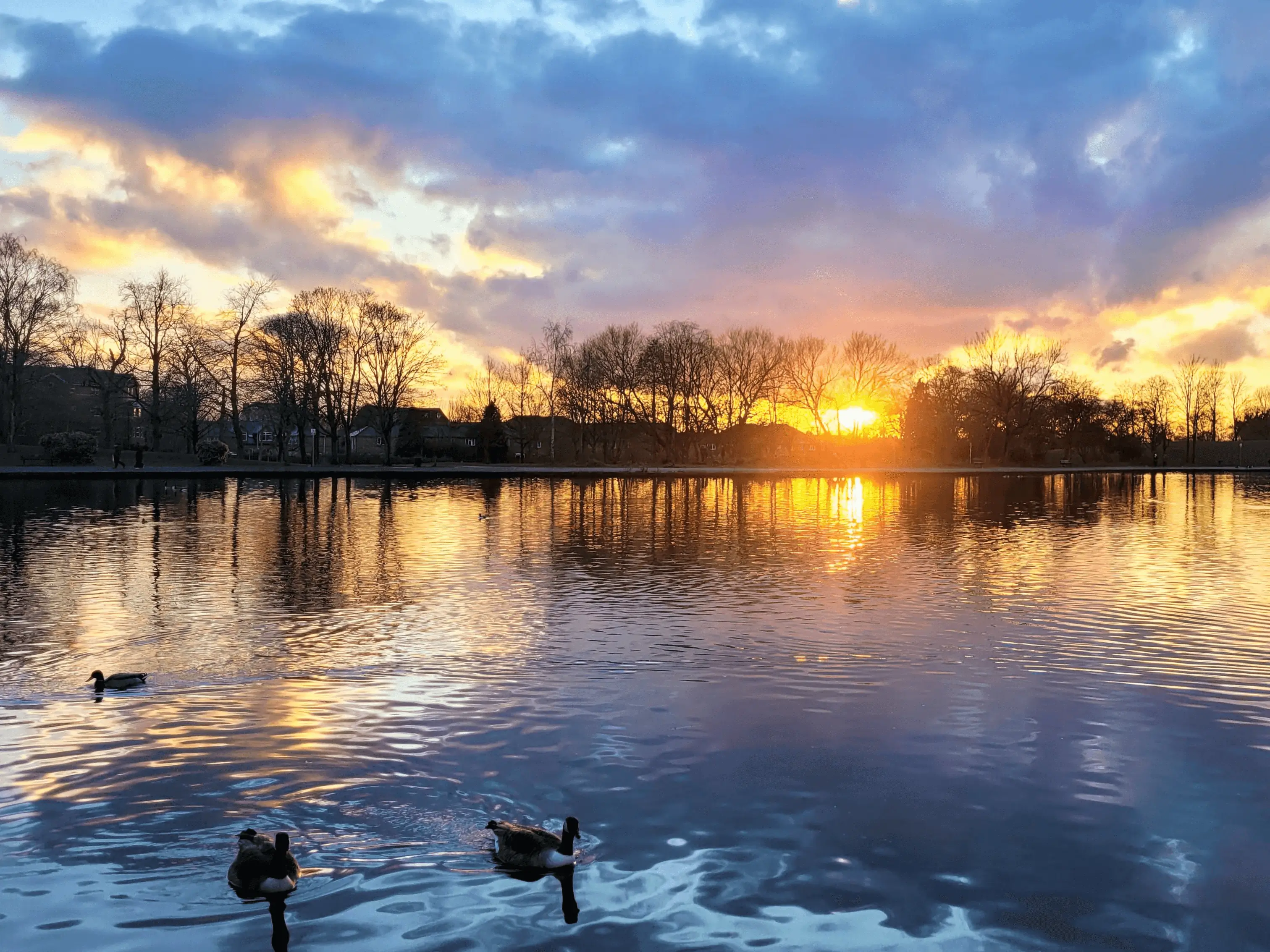 colorful sunset of blue and golden over a lake with duck on the water